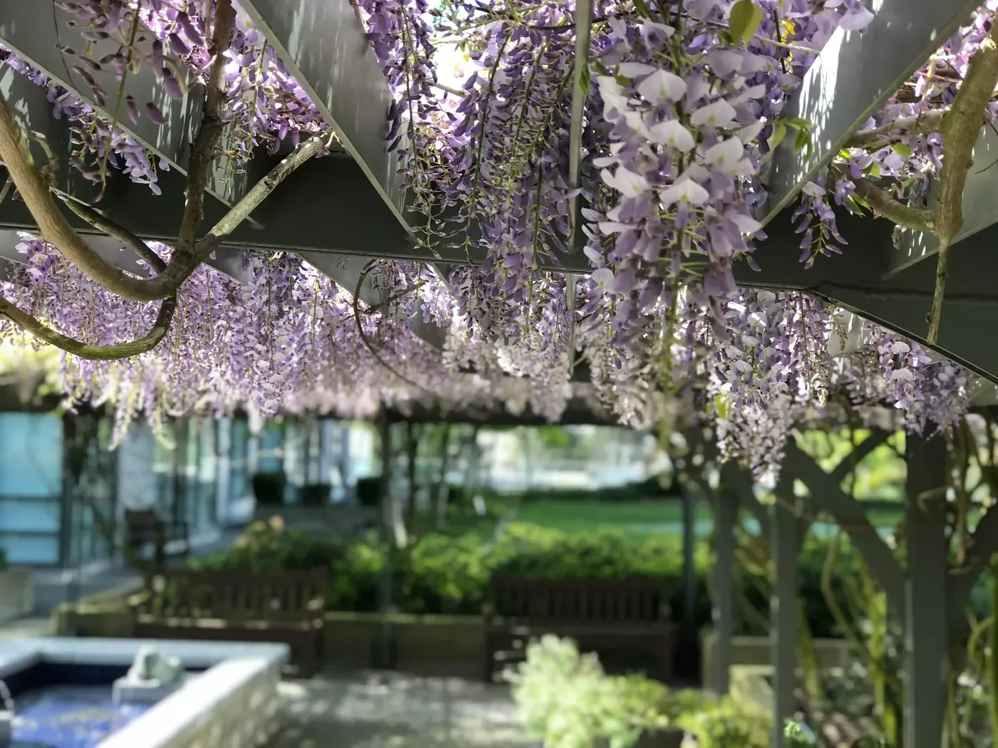 Wisteria in bloom over a pergola at a commercial site