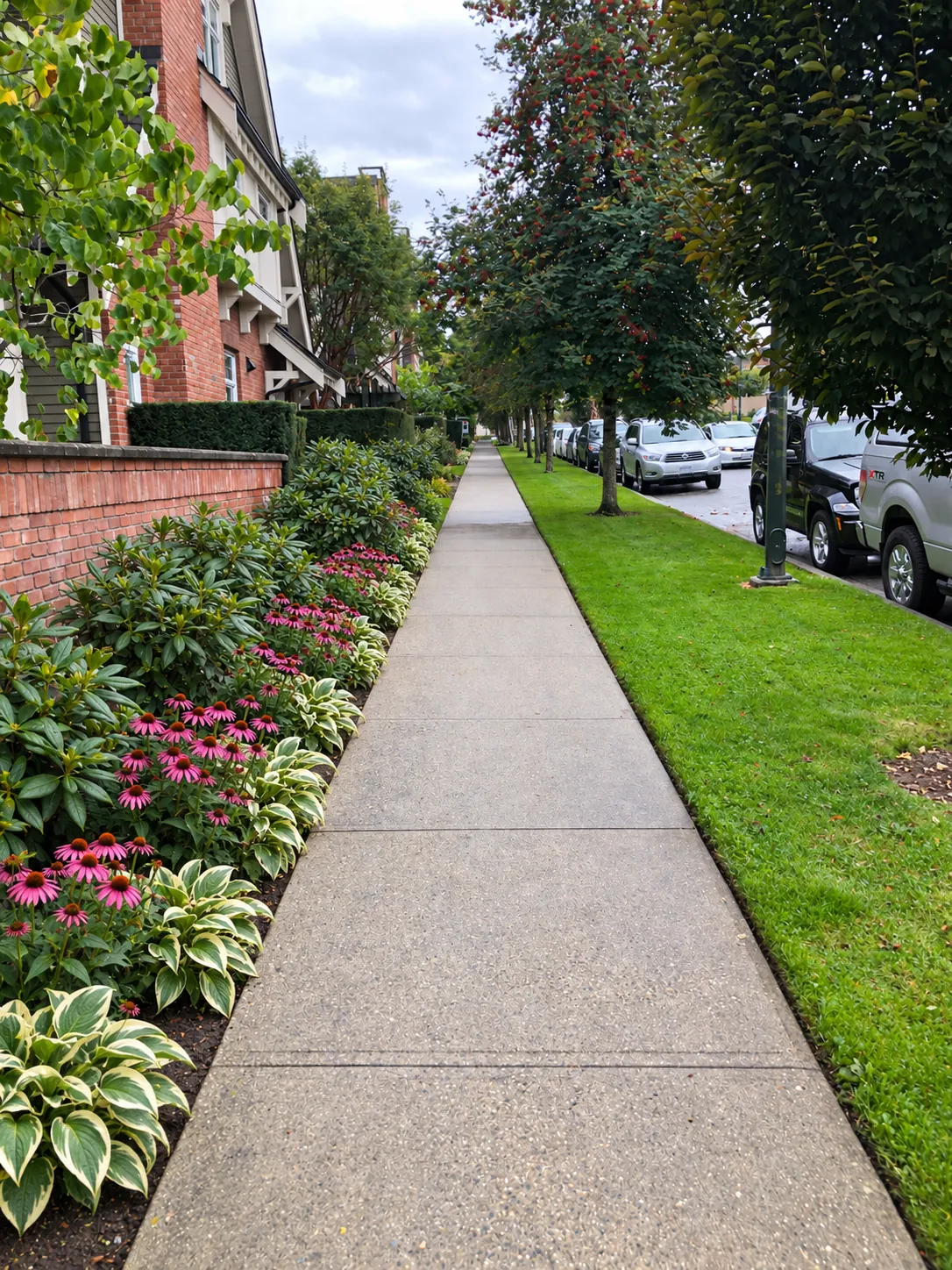 Perennial planting along a boulevard in Vancouver