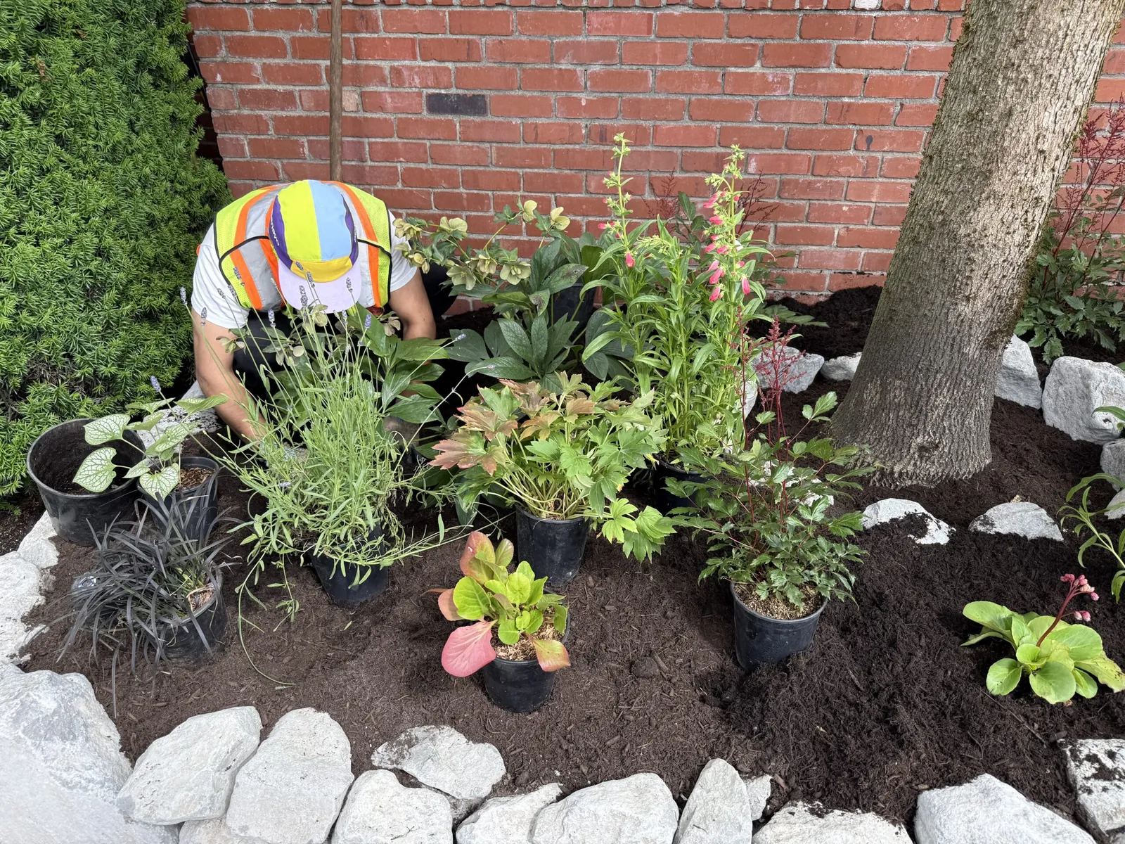 Crew member planting perennials in a new bed in Vancouver